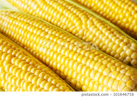 Corn background Corn background 101646758
