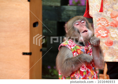 Traditional Japanese monkey performance 101646933