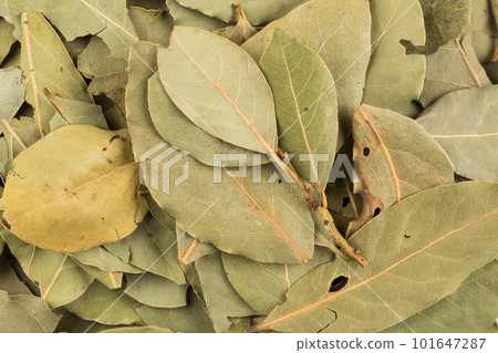 dry bay leaves background dry bay leaves background 101647287