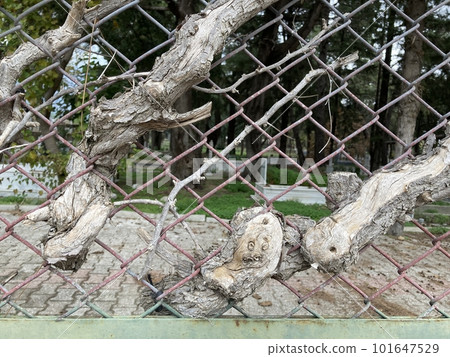 A tree sprouted through the chain-link fence of the old Turkish cemetery A tree sprouted through the chain-link fence of the old Turkish cemetery 101647529