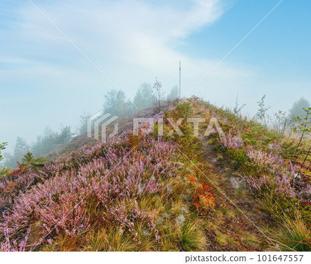 Misty morning dew on mountain meadow Misty morning dew on mountain meadow 101647557