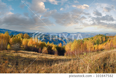 Sunny autumn mountain forest (on mountainside). Carpathians, Ukraine. Sunny autumn mountain forest (on mountainside). Carpathians, Ukraine. 101647582