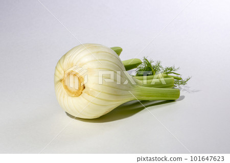 Fennel root with shoots on a gray background Fennel root with shoots on a gray background 101647623