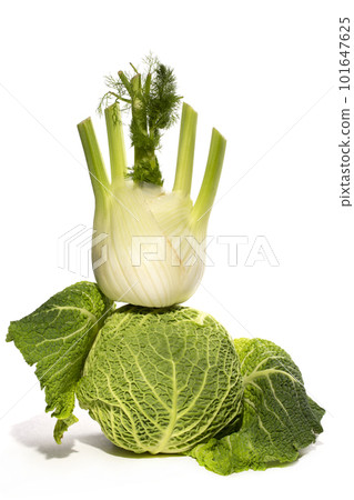 Fennel root with savoy cabbage on a white background Fennel root with savoy cabbage on a white background 101647625