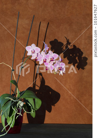 Phalaenopsis orchid bush in a pot with shade 101647627
