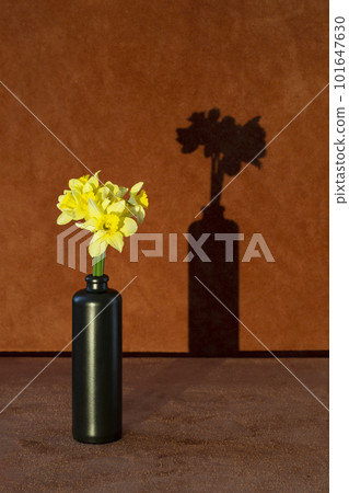 Bouquet of yellow daffodils in a bottle with shade Bouquet of yellow daffodils in a bottle with shade 101647630