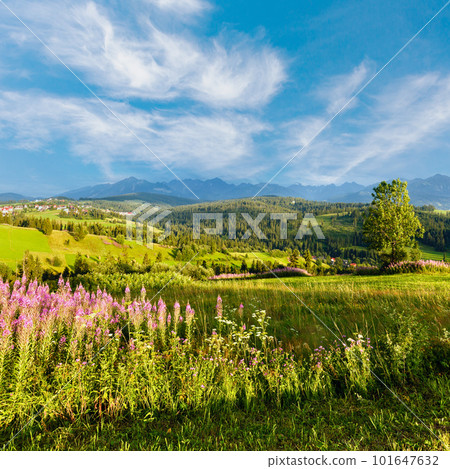 Summer mountain village outskirts with pink flowers in front and Tatra range behind (Gliczarow Gorny, Poland) Summer mountain village outskirts with pink flowers in front and Tatra range behind (Gliczarow Gorny, Poland) 101647632