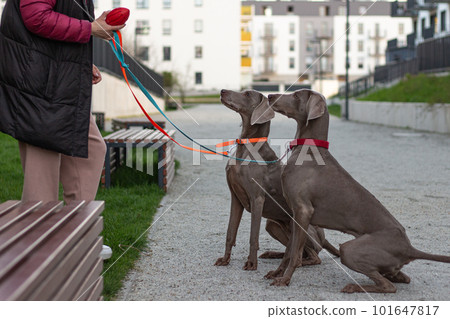 In the street outside high-rise buildings, dogs wait for their master's commands, looking at him intently. In the street outside high-rise buildings, dogs wait for their master's commands, looking at him intently. 101647817