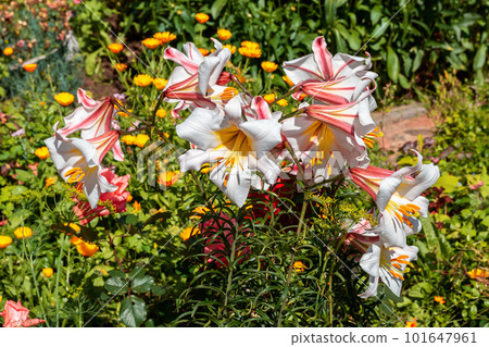 Many large white lily flowers with red lines under sunlight Many large white lily flowers with red lines under sunlight 101647961