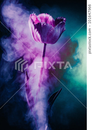 Abstract representation of incandescence of passions with tulip flower in smoke and flashes of color light Abstract representation of incandescence of passions with tulip flower in smoke and flashes of color light 101647966
