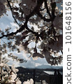 Sakura lit by the sun 101648156