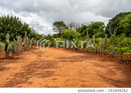 Beautiful landscape view on the way to the Gruta da Lapa Doce cave, Chapada Diamantina in Bahia, Brazil. 101648262