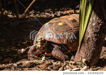The red-footed tortoise, Chelonoidis carbonarius is a species of tortoise from northern South America 101648293