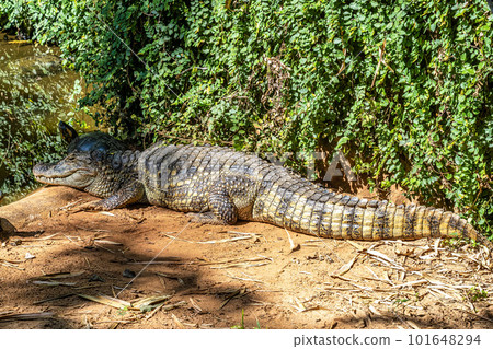 Broad-snouted caiman, Caiman latirostris in Iguazu National park, Foz do Iguacu, Parana State, Brazil 101648294