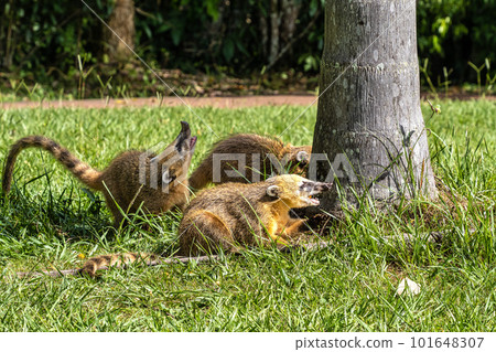 South American Coati, Ring-tailed Coati, Nasua nasua at Iguazu Falls, Puerto Iguazu, Argentina 101648307