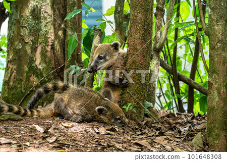 South American Coati, Ring-tailed Coati, Nasua nasua at Iguazu Falls, Puerto Iguazu, Argentina 101648308
