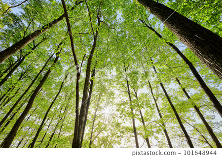 New green image 101648944