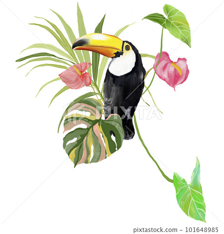 Acrylic tropical composition of flowers and toucan. Hand drawn card of bird, anthurium and monstera. Floral illustration isolated on white background for design, print or background. Acrylic tropical composition of flowers and toucan. Hand drawn card of bird, anthurium and monstera. Floral illustration isolated on white background for design, print or background. 101648985