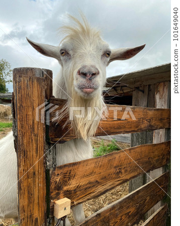 Curious tough goat with beard looking up from the fence. Goat rearing Curious tough goat with beard looking up from the fence. Goat rearing 101649040