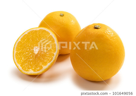 Citrus fruit, Biukan Citrus fruit, Biukan 101649056