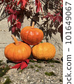 Pumpkins on grey concrete background. Three whole sweet pumpkins. Storage of vegetables 101649067