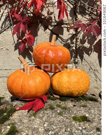 Pumpkins on grey concrete background. Three whole sweet pumpkins. Storage of vegetables 101649067