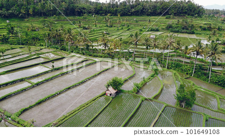 Rice fields, aerial shot, green filled with water 101649108