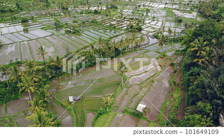 Rice fields, aerial shot, green filled with water 101649109
