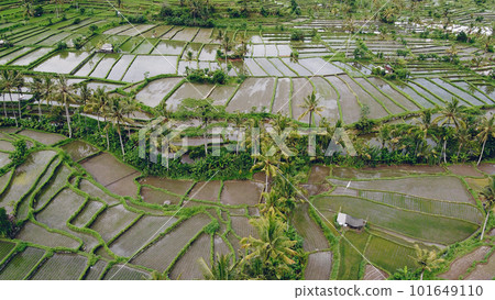 Rice fields, aerial shot, green filled with water 101649110