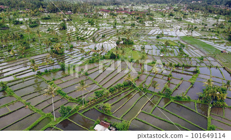 Rice fields, aerial shot, green filled with water 101649114