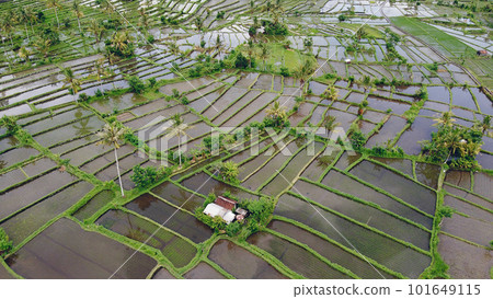 Rice fields, aerial shot, green filled with water 101649115