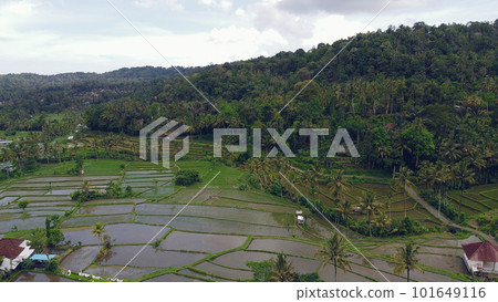 Rice fields, aerial shot, green filled with water 101649116