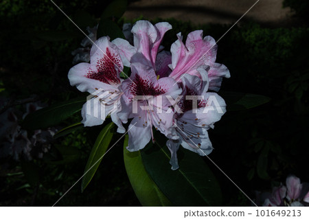 White rhododendron flowers in the garden at night 101649213