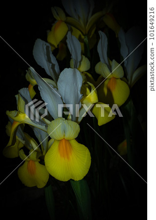 Set of yellow and white flowers illuminated at night 101649216