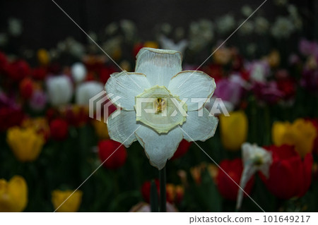 Set of tulips in a garden illuminated at night 101649217