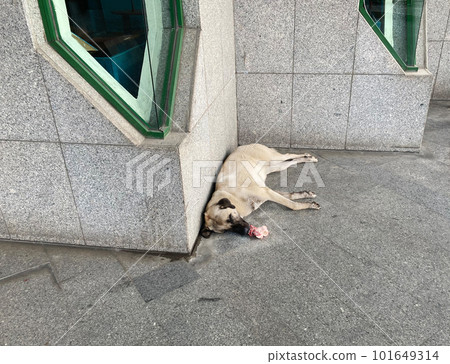 stray dog on the street in Turkey 101649314