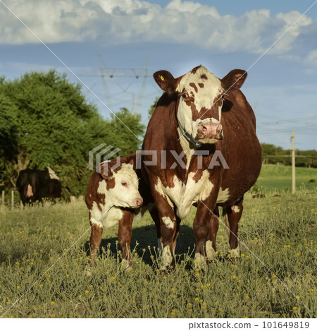 Cattle in Argentine countryside,La Pampa Province, Argentina. 101649819