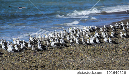Kelp Gull flock on a beach,Patagonia, Argentina. 101649826