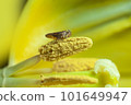 Little bug inside a flower macro photography 101649947
