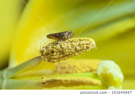 Little bug inside a flower macro photography Little bug inside a flower macro photography 101649947