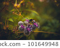 Bee on the flower soft background image 101649948