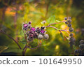 Bee on the flower soft background image 101649950