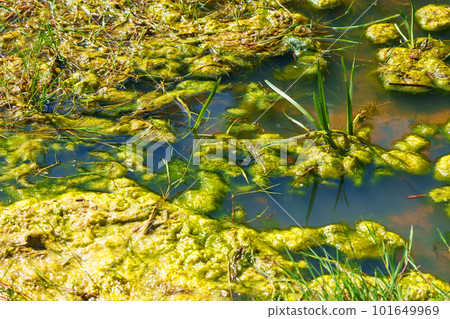Polluted swamp with green water and algae close up 101649969