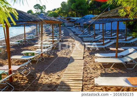 Amazing emerald water of small bay in Greek islands (Spetses)  and idyllic sandy beach  with beach chairs, tents and pine treess  and small pine trees` 101650135
