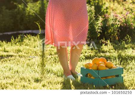 Close up female legs gardener in pink dress stand near box with lemons on sunny summer day. Concept of farming and organic gardening 101650250