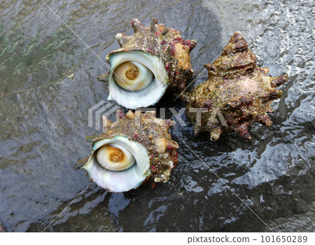 Tsuboyaki is a summer tradition in Japan, freshly harvested turban shell Tsuboyaki is a summer tradition in Japan, freshly harvested turban shell 101650289