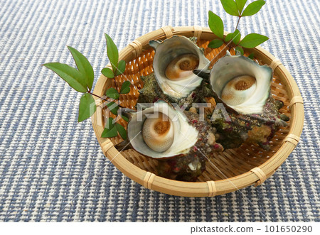 Tsuboyaki is a summer tradition in Japan, freshly harvested turban shell 101650290