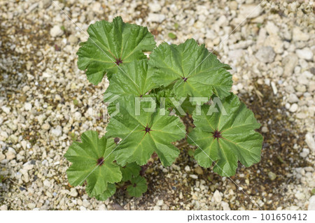 Mallow in the Heavenly Farm Mallow in the Heavenly Farm 101650412
