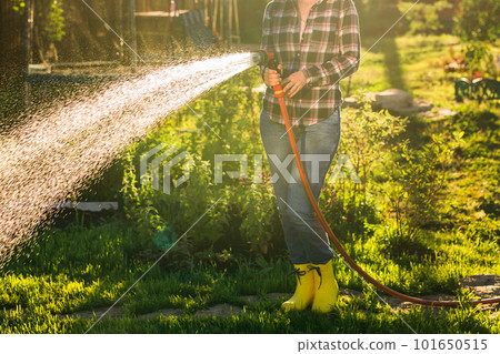 Close up woman gardener in work clothes watering the beds in her vegetable garden on sunny warm summer day. Concept of working in the garden and your farm Close up woman gardener in work clothes watering the beds in her vegetable garden on sunny warm summer day. Concept of working in the garden and your farm 101650515