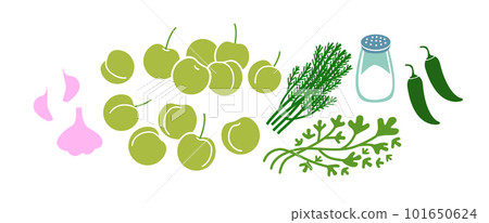 Green tkemali sauce fresh ingridients set. Plum sause making. Flat vector illustration isolated on white background. 101650624